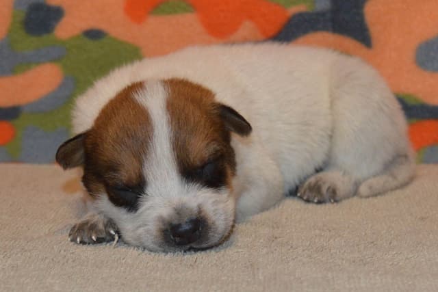 Australian Cattle Dog Puppies media 6