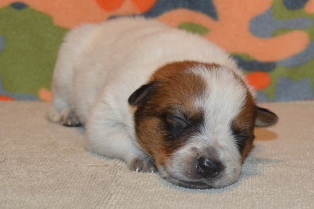 Australian Cattle Dog Puppies media 9