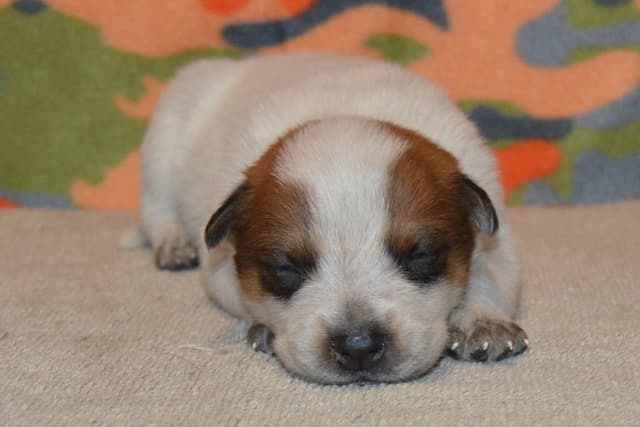 Australian Cattle Dog Puppies media 11