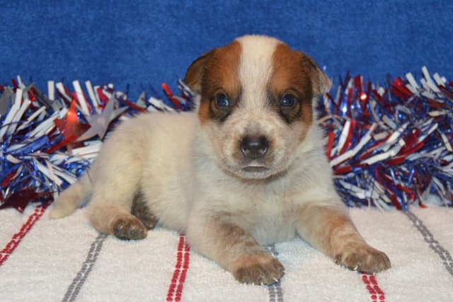 Australian Cattle Dog Puppies media 12