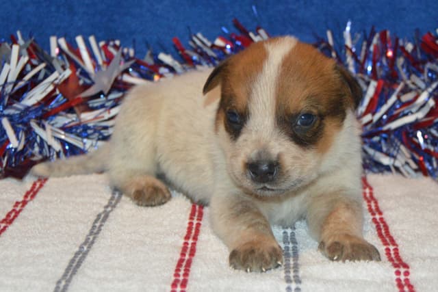 Australian Cattle Dog Puppies media 13