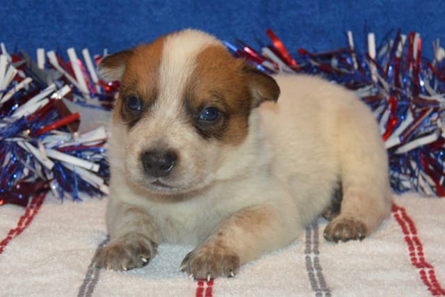 Australian Cattle Dog Puppies media 15