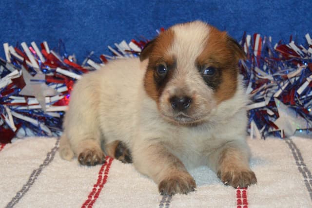 Australian Cattle Dog Puppies media 16