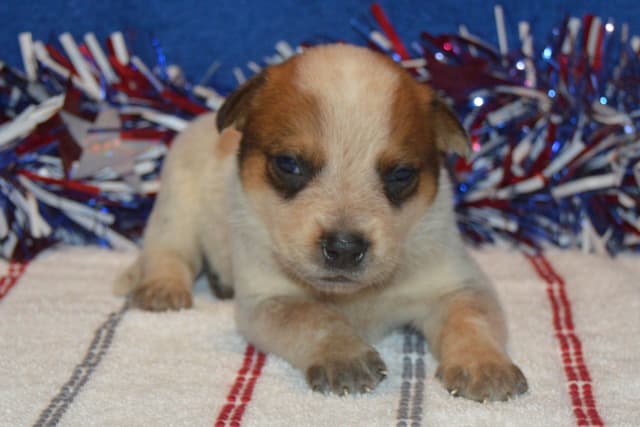 Australian Cattle Dog Puppies media 18