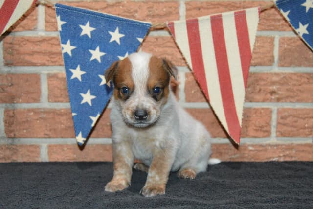 Australian Cattle Dog Puppies media 19