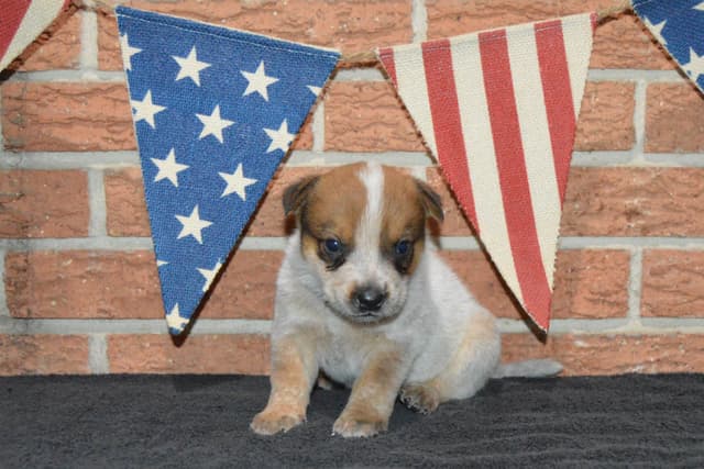 Australian Cattle Dog Puppies media 20