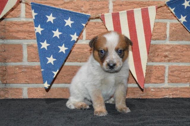 Australian Cattle Dog Puppies media 23