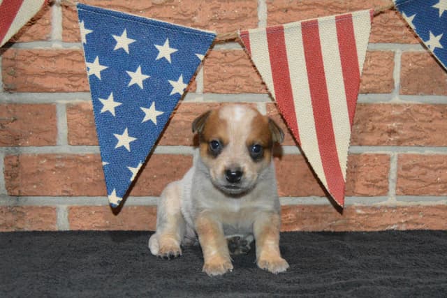 Australian Cattle Dog Puppies media 25
