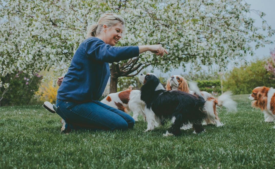 Double Champion Sired Blenheim Cavalier Puppies--Girls Available breeder image 1