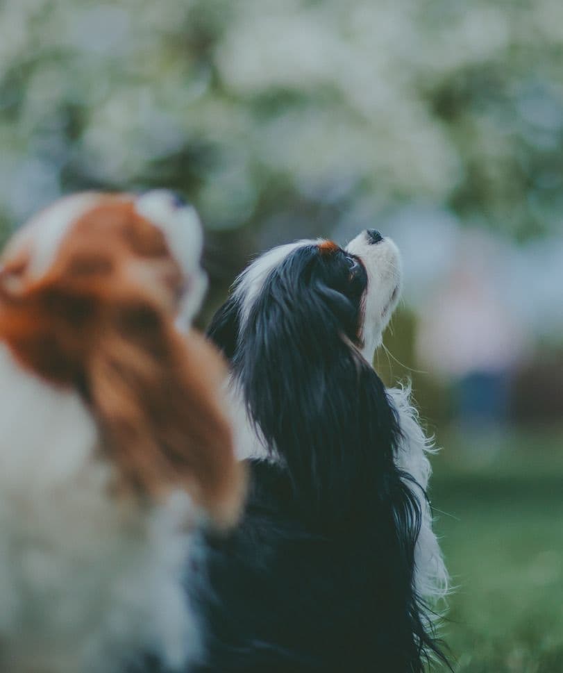 Double Champion Sired Blenheim Cavalier Puppies--Girls Available breeder image 2