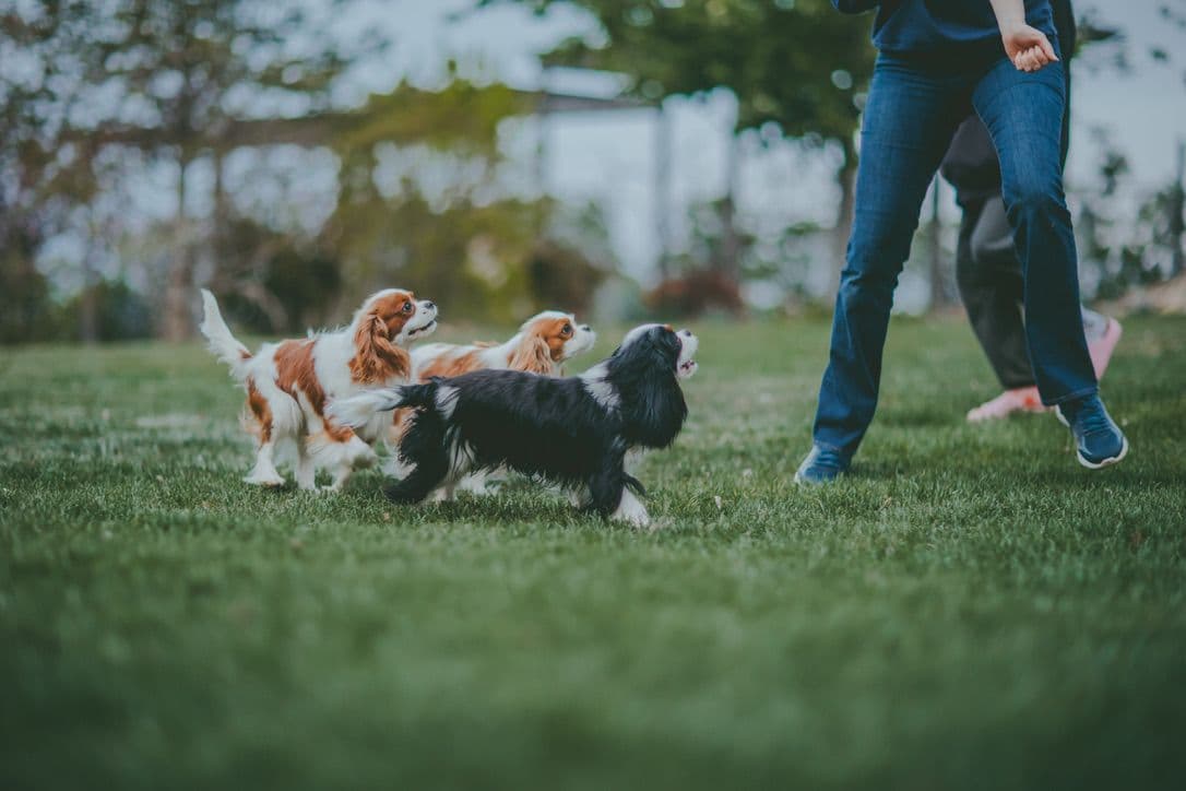 Double Champion Sired Blenheim Cavalier Puppies--Girls Available breeder image 3