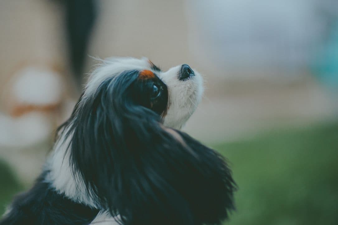 Double Champion Sired Blenheim Cavalier Puppies--Girls Available breeder image 4