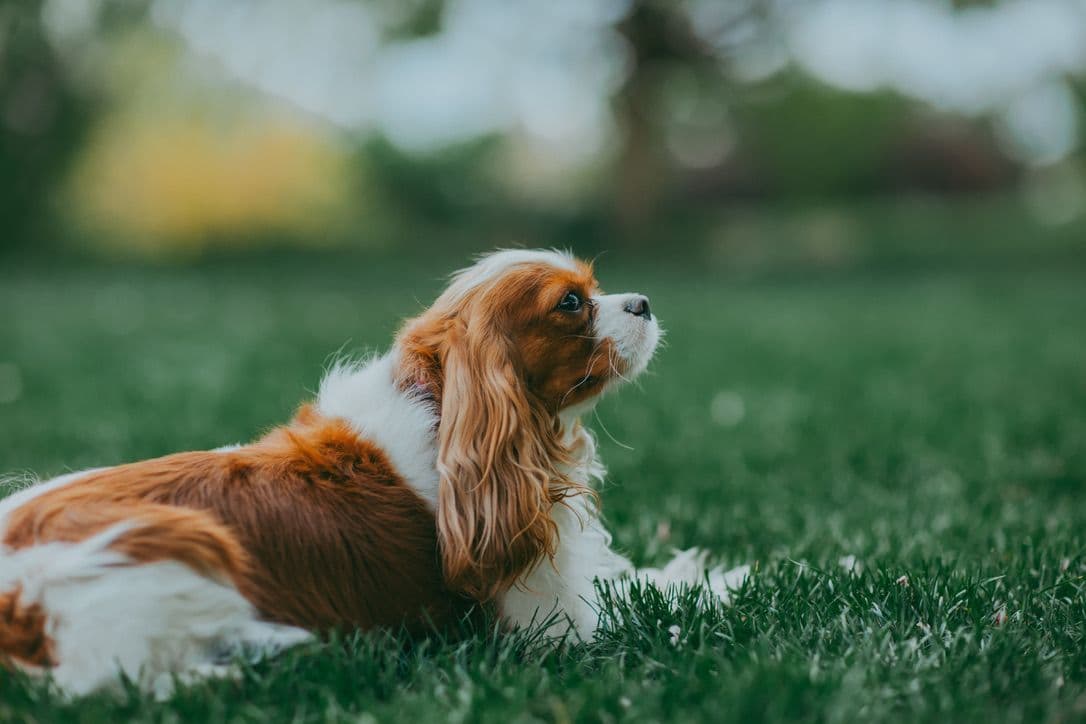 Double Champion Sired Blenheim Cavalier Puppies--Girls Available breeder image 9