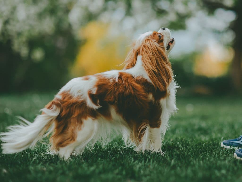 Double Champion Sired Blenheim Cavalier Puppies--Girls Available breeder image 10