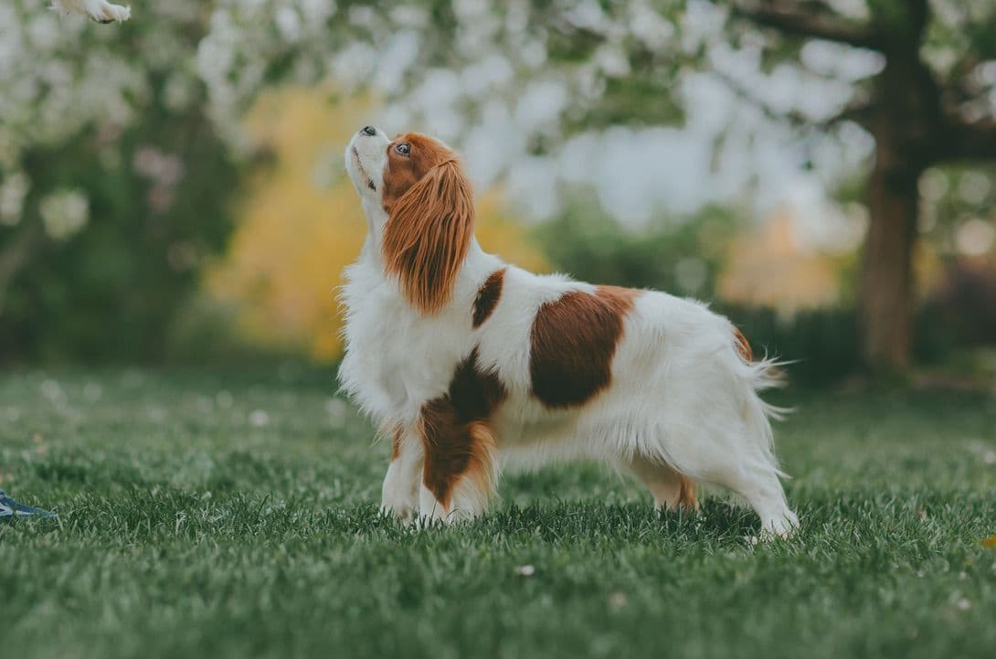 Double Champion Sired Blenheim Cavalier Puppies--Girls Available breeder image 11