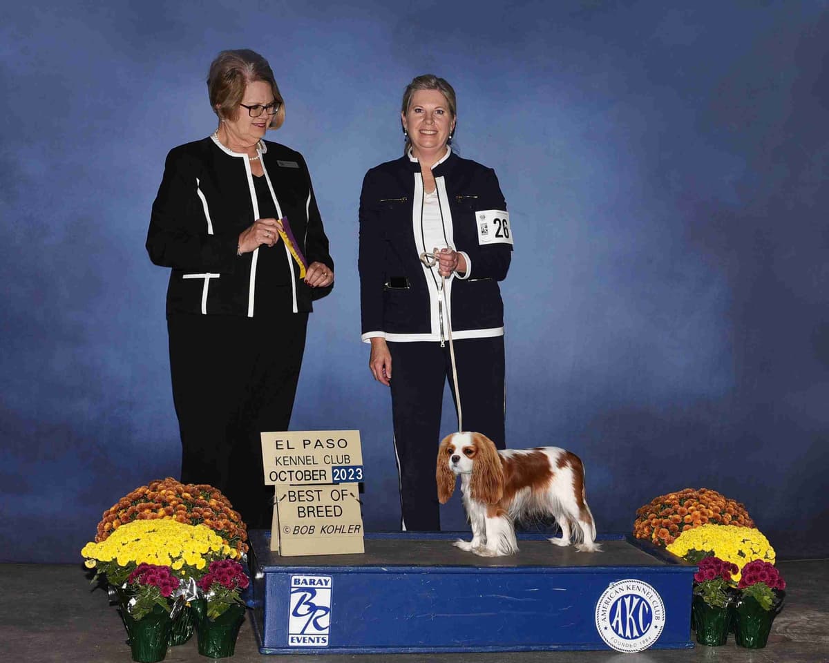 Double Champion Sired Blenheim Cavalier Puppies--Girls Available breeder image 14