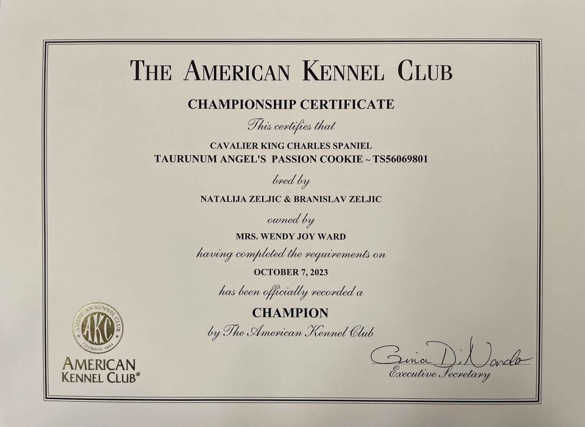 Double Champion Sired Blenheim Cavalier Puppies--Girls Available breeder image 15
