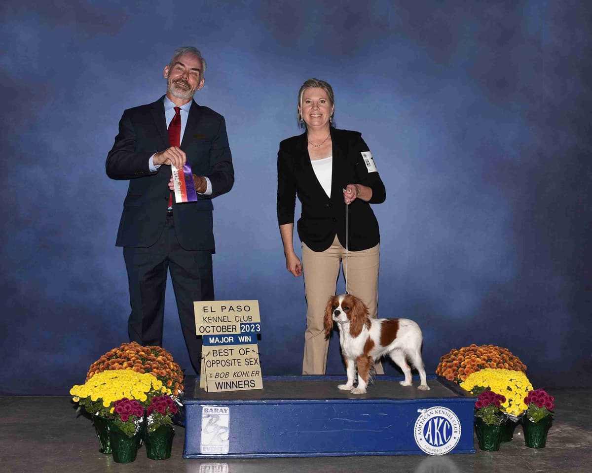 Double Champion Sired Blenheim Cavalier Puppies--Girls Available breeder image 18