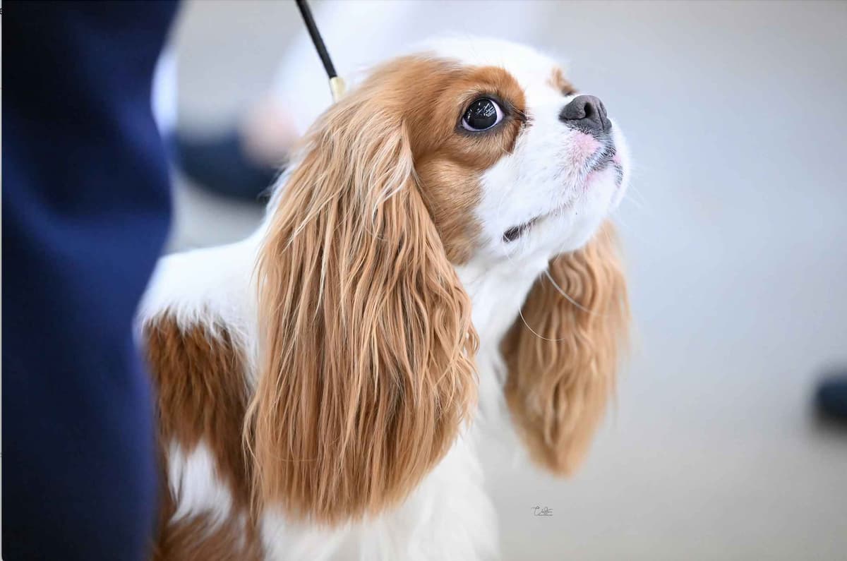 Double Champion Sired Blenheim Cavalier Puppies--Girls Available breeder image 19