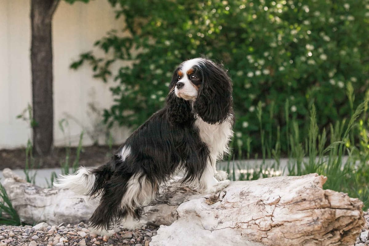 Double Champion Sired Blenheim Cavalier Puppies--Girls Available breeder image 20