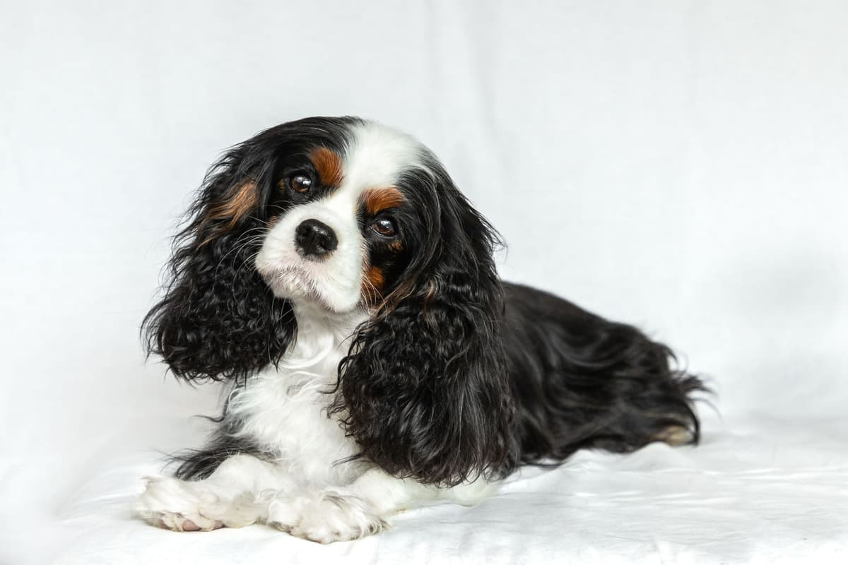 Double Champion Sired Blenheim Cavalier Puppies--Girls Available breeder image 21