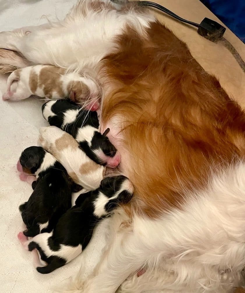 Double Champion Sired Blenheim Cavalier Puppies--Girls Available breeder image 24