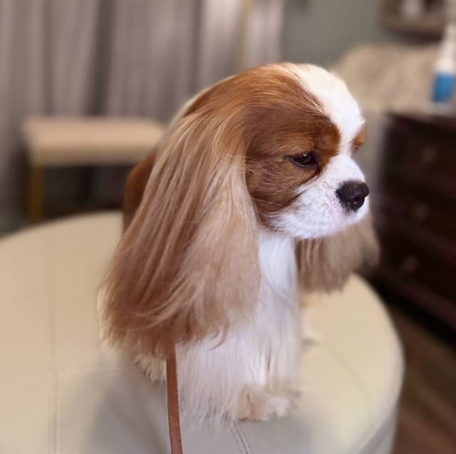 Double Champion Sired Blenheim Cavalier Puppies--Girls Available media 9