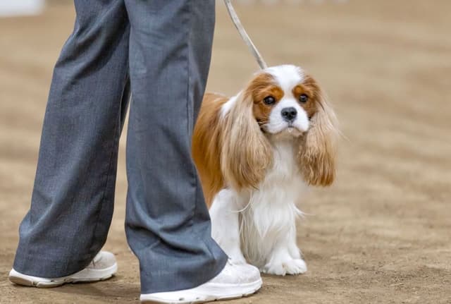Double Champion Sired Blenheim Cavalier Puppies--Girls Available media 10