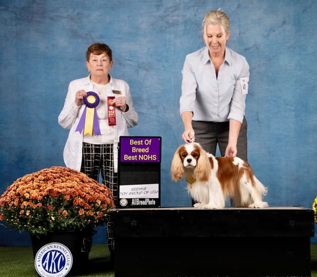 Double Champion Sired Blenheim Cavalier Puppies--Girls Available media 12