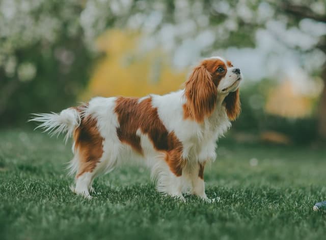 Double Champion Sired Blenheim Cavalier Puppies--Girls Available media 16