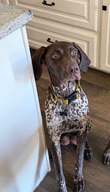 German Shorthaired Pointer Puppies media 2