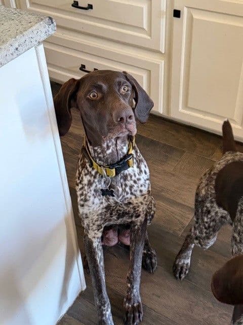 German Shorthaired Pointer Puppies breeder image 1