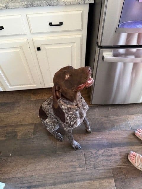 German Shorthaired Pointer Puppies breeder image 3