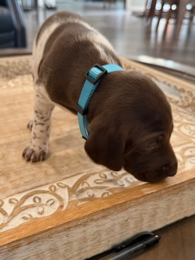 German Shorthaired Pointer Puppies media 4