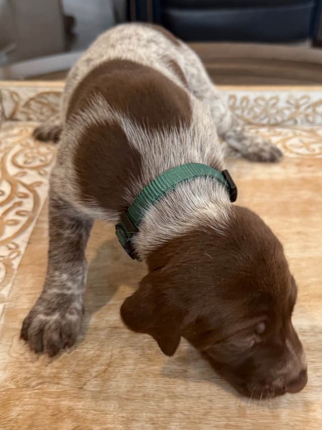 German Shorthaired Pointer Puppies media 5
