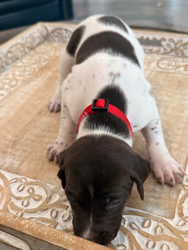German Shorthaired Pointer Puppies media 6