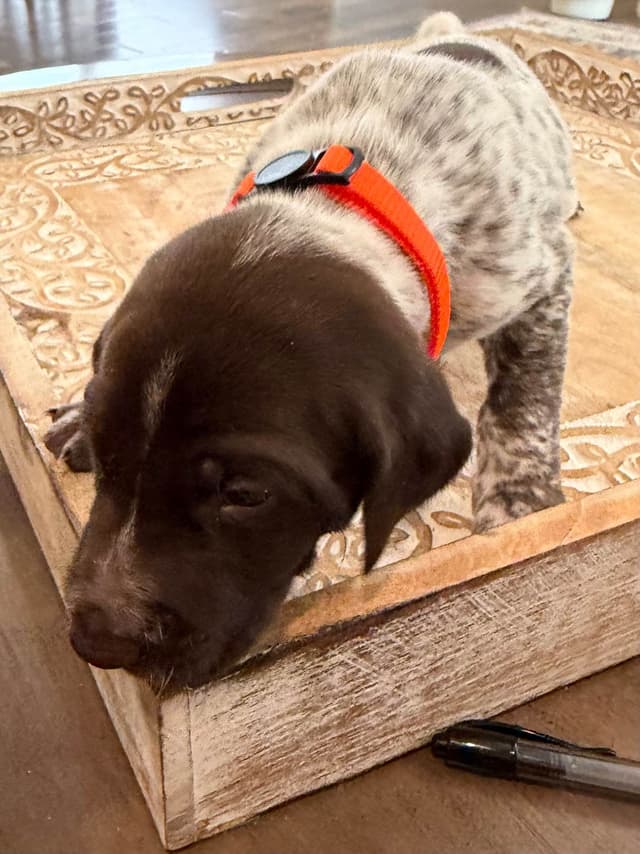 German Shorthaired Pointer Puppies media 8
