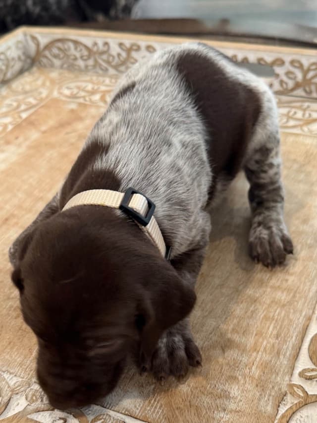 German Shorthaired Pointer Puppies media 9