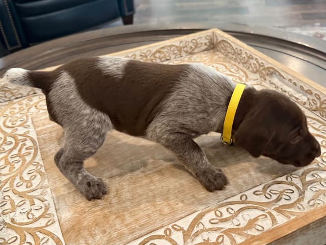 German Shorthaired Pointer Puppies media 10