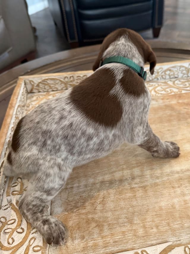 German Shorthaired Pointer Puppies media 11