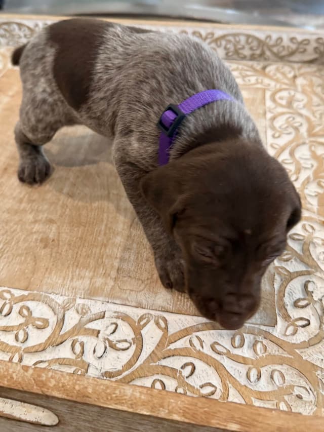 German Shorthaired Pointer Puppies media 12