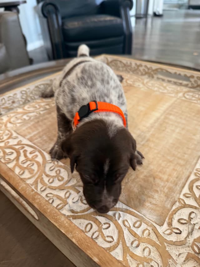 German Shorthaired Pointer Puppies media 13