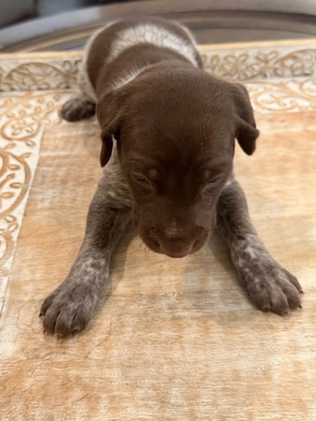 German Shorthaired Pointer Puppies media 14