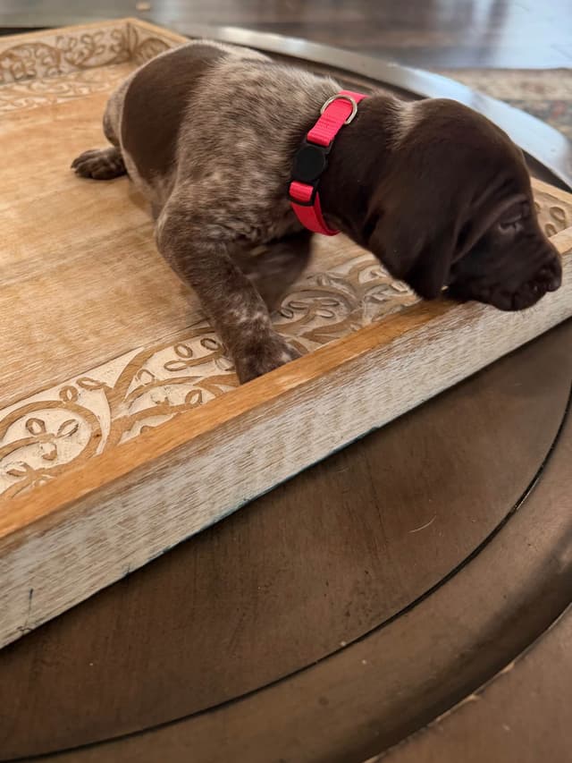 German Shorthaired Pointer Puppies media 15