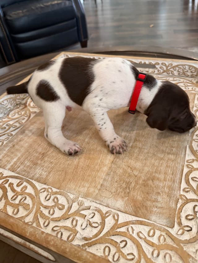 German Shorthaired Pointer Puppies media 16
