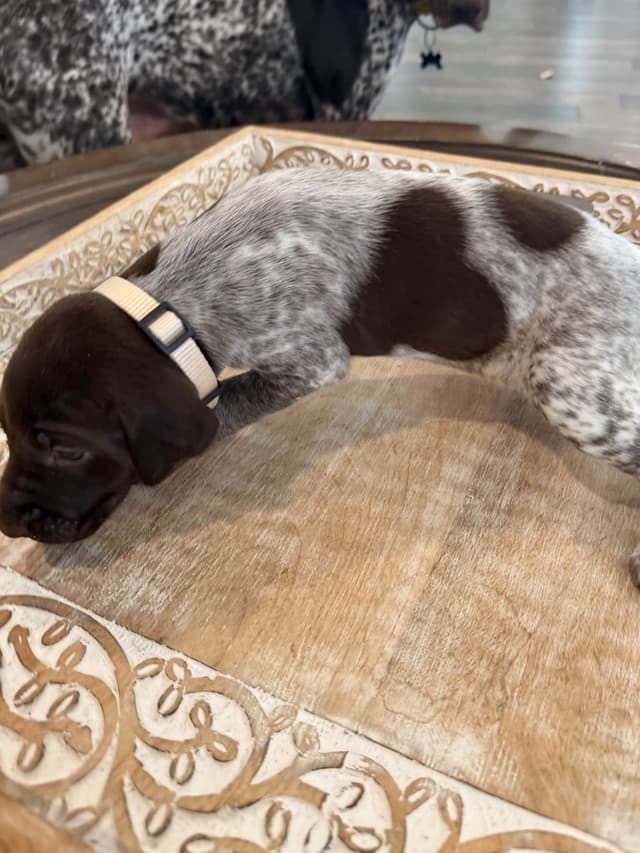 German Shorthaired Pointer Puppies media 17