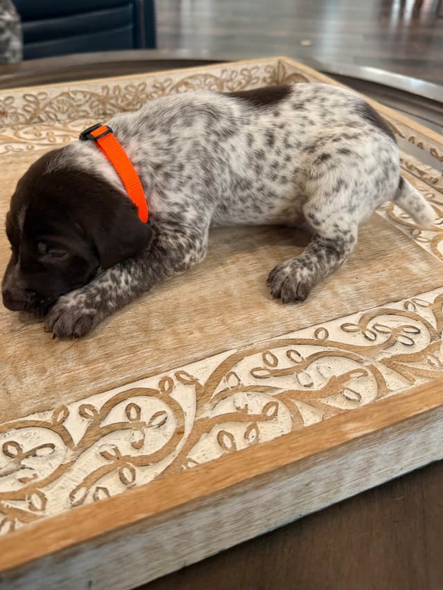 German Shorthaired Pointer Puppies media 20