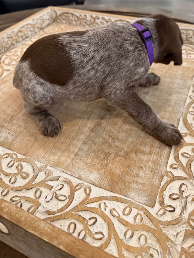 German Shorthaired Pointer Puppies media 22