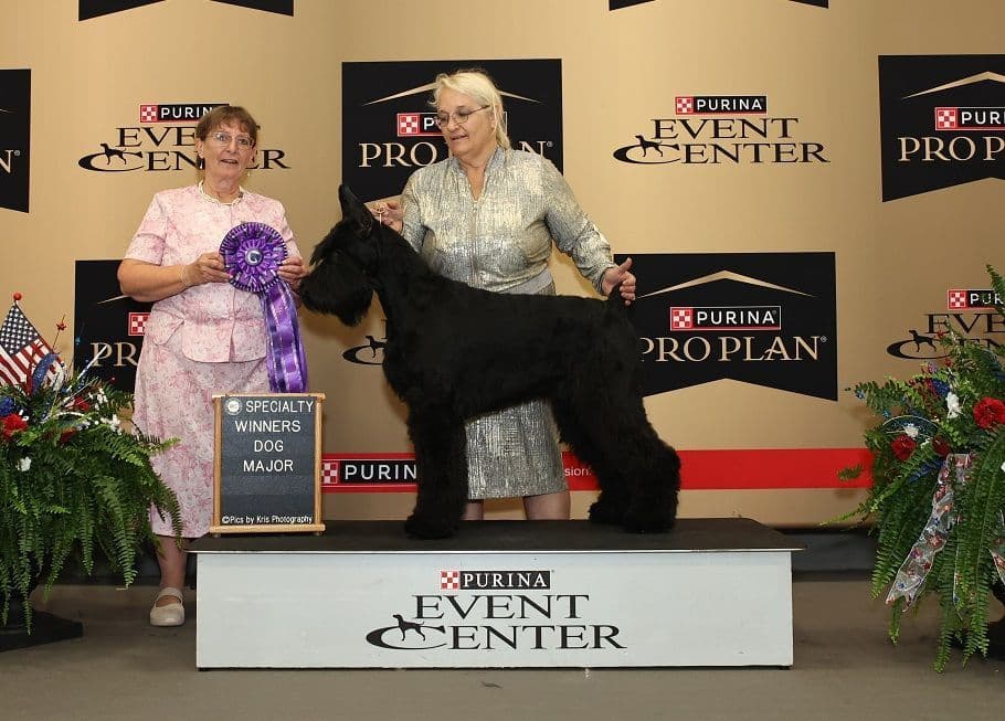 Giant Schnauzer Puppies breeder image 1