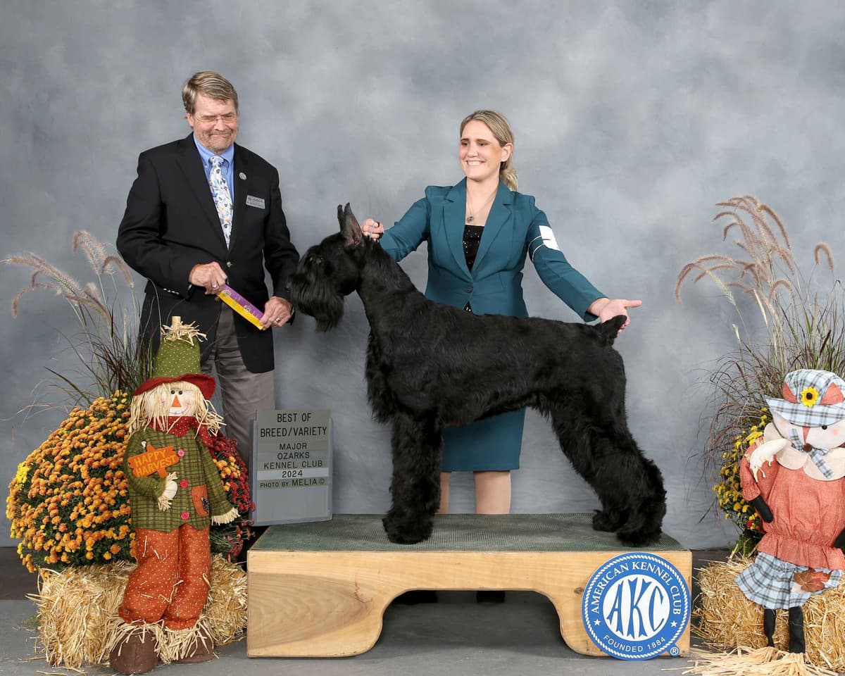 Giant Schnauzer Puppies breeder image 3